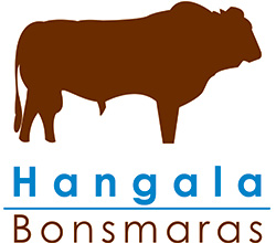 Hangala Bonsmaras