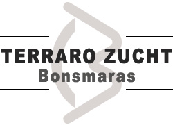 Terraro Zucht Bonsmaras