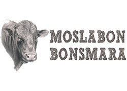 Moslabon Bonsmara